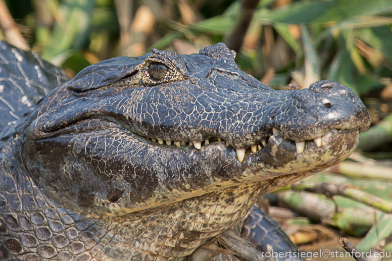 yacare head